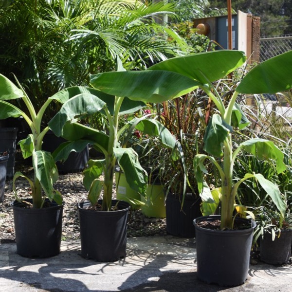 Banana Tree Banana Tree