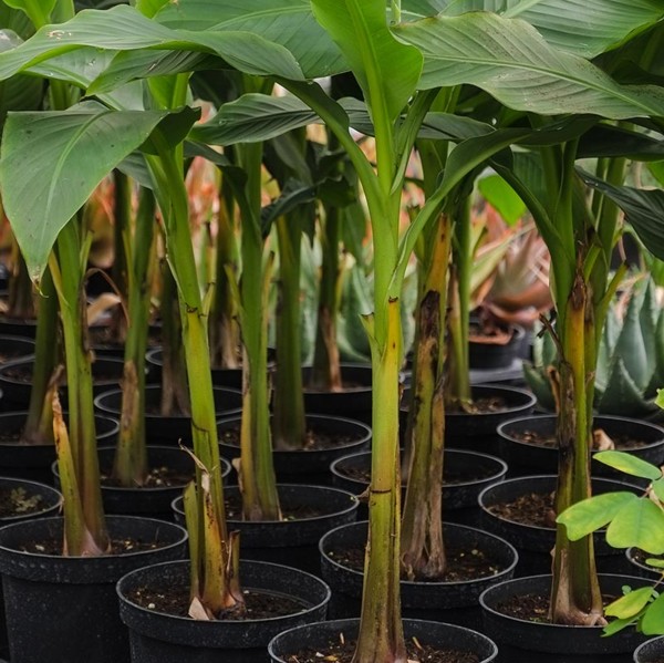 Banana Tree Banana Tree