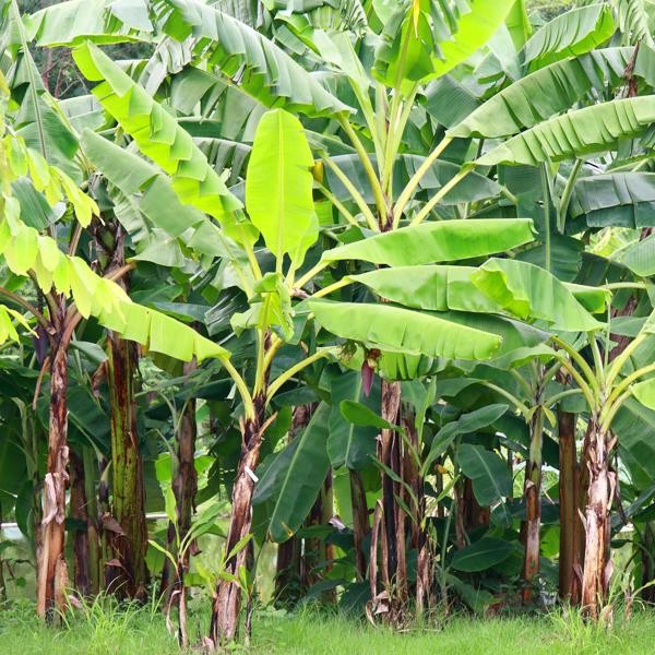 Banana Tree For Sale, Mulch Masters Jacksonville FL