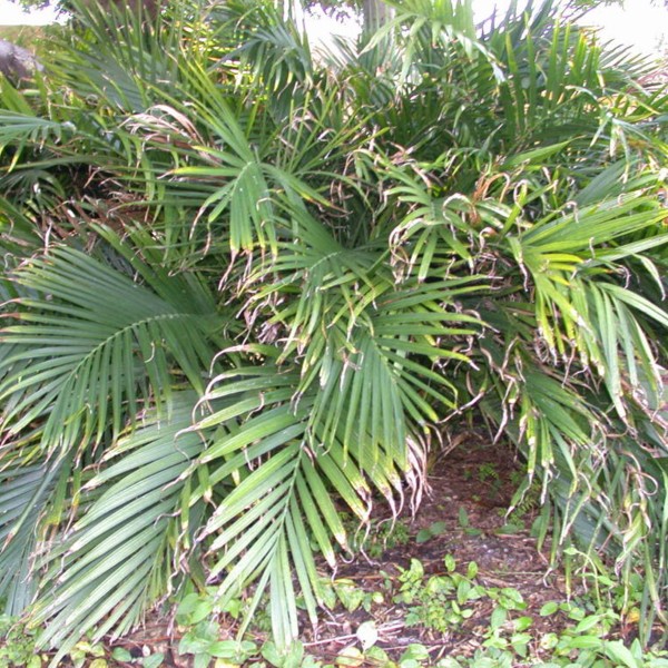 Cat Palm For Sale, Mulch Masters Jacksonville FL