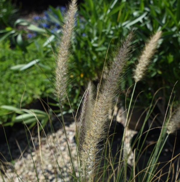 Monkey Grass For Sale, Mulch Masters Jacksonville FL