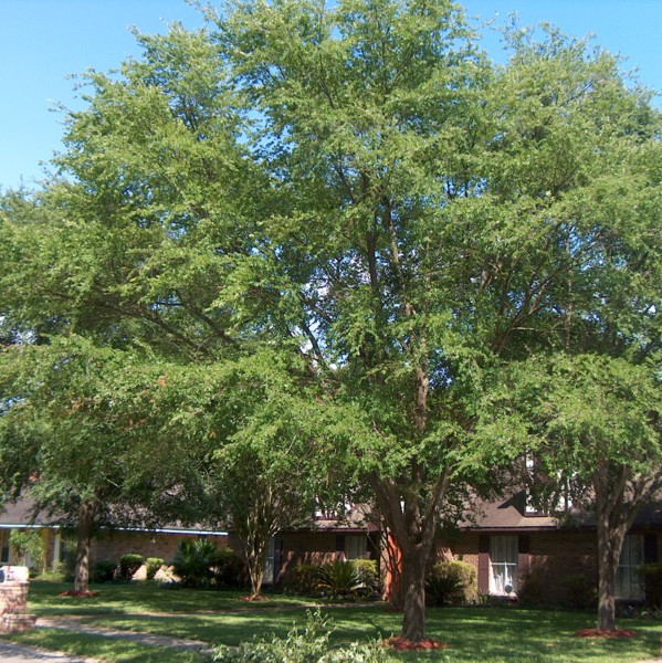 Winged Elm Mulch Masters Jacksonville FL