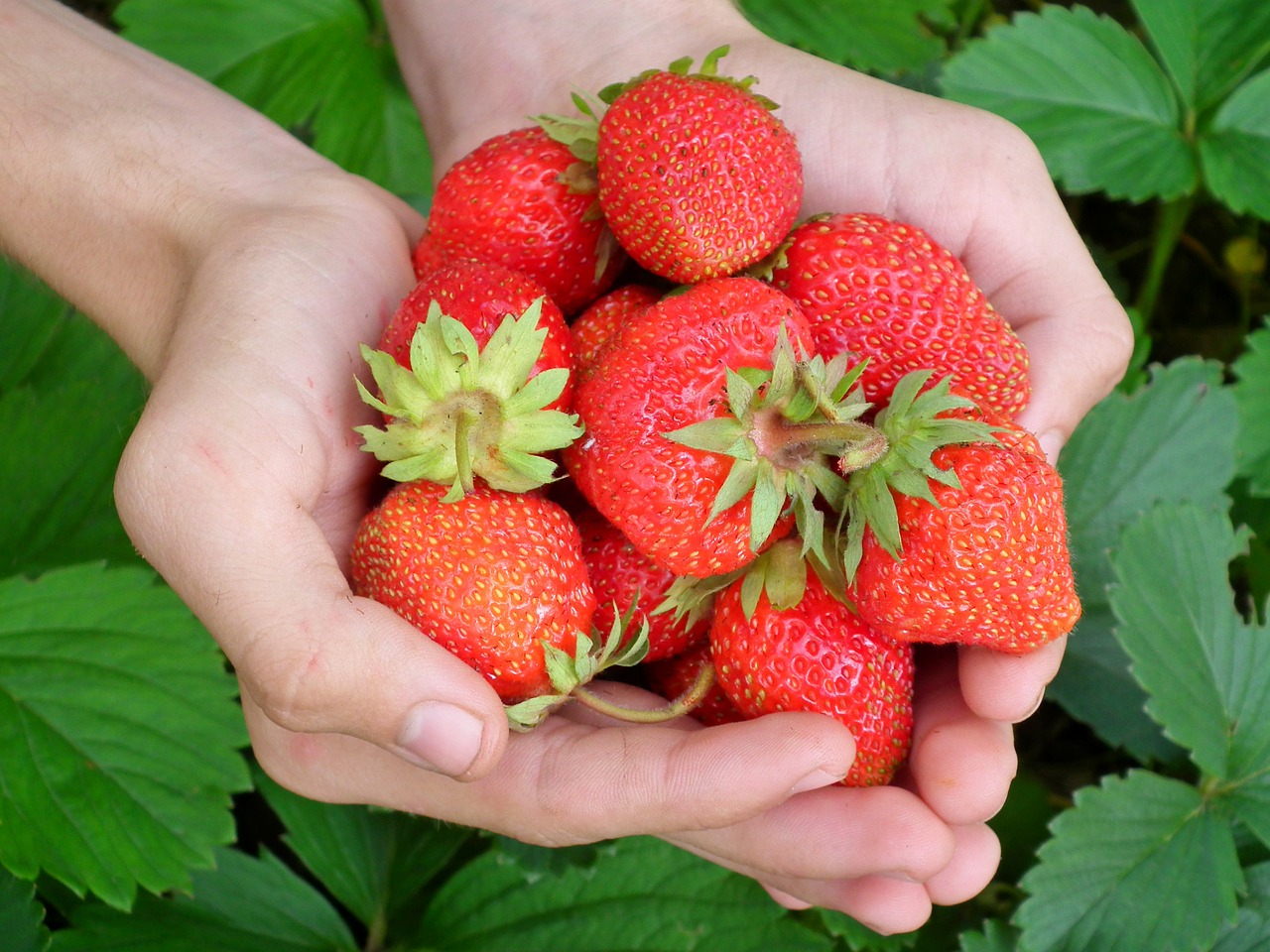 Gardening Helps to Offset Physical Ailments