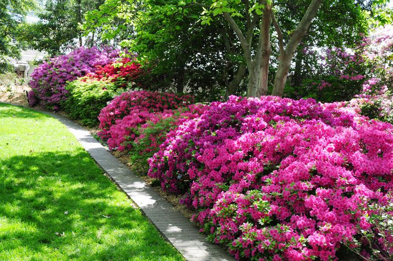 Low Maintenance Ideas for a Beautiful Landscape