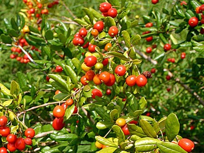 Simpson's stopper (Myrcianthes fragrans) is a Florida native that provides your landscape with springtime flowering, colorful berries, and evergreen leaves. Not only does it look great, this plant is versatile; it can function as a shrub or a small tree depending on the cultivar and how you prune it. A plant that seems to be able to do it all with little maintenance - what's not to love?