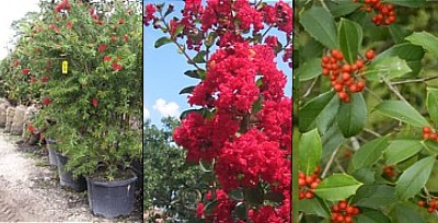 Trees and Shrubs