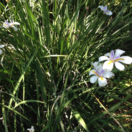 African Iris White African Iris White