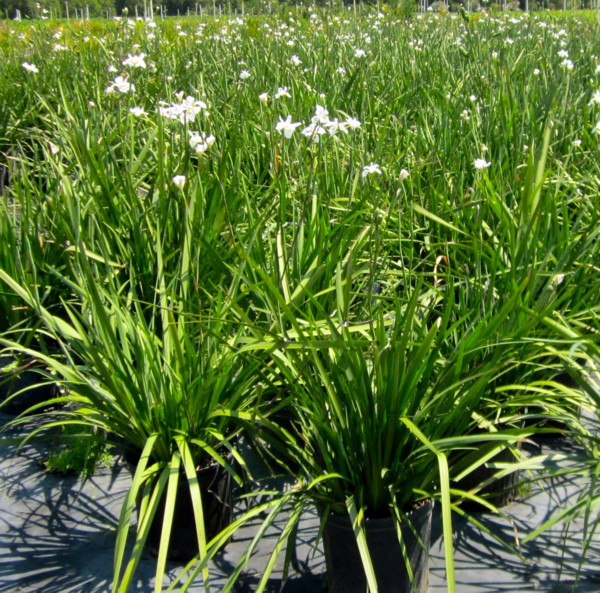 African Iris White African Iris White