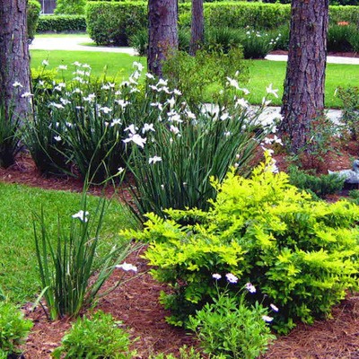 African Iris White African Iris White