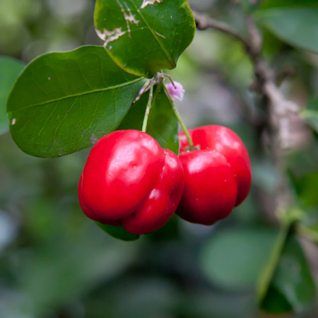 Barbados Cherry