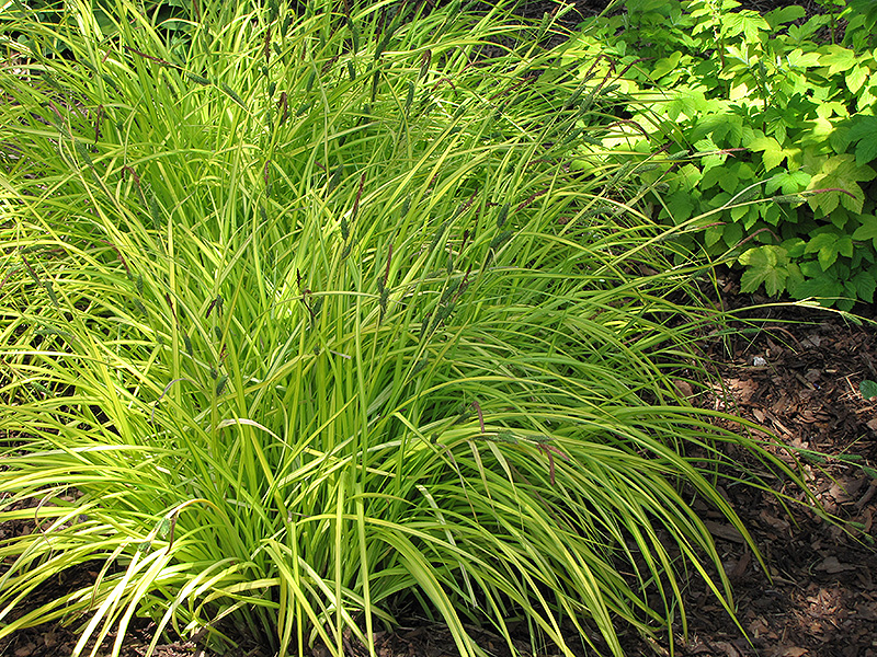 Carex varieties