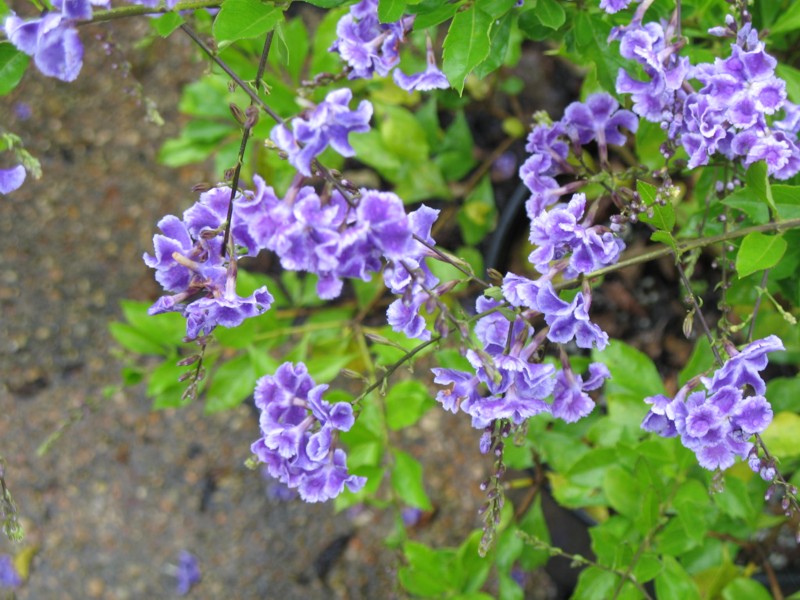 Duranta Sapphire Showers