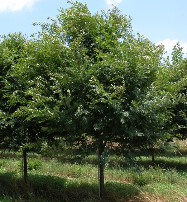 All Elm Varieties