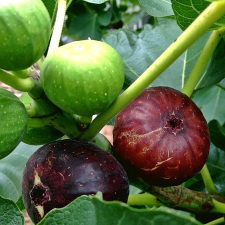 Figs