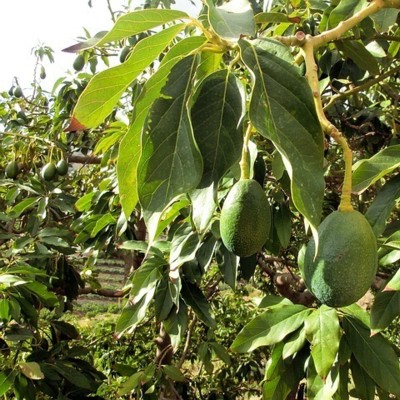 Florida Hardy Avocados