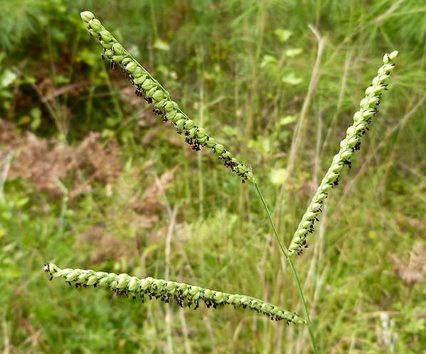 Florida Paspalum