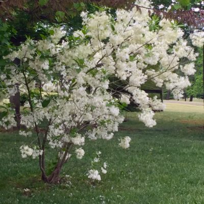 Fringe Trees