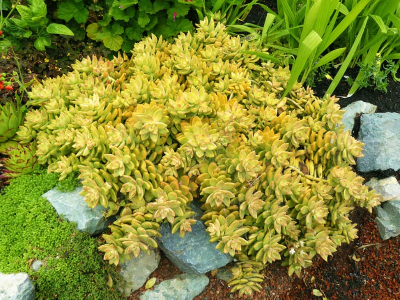 Sedum varieties