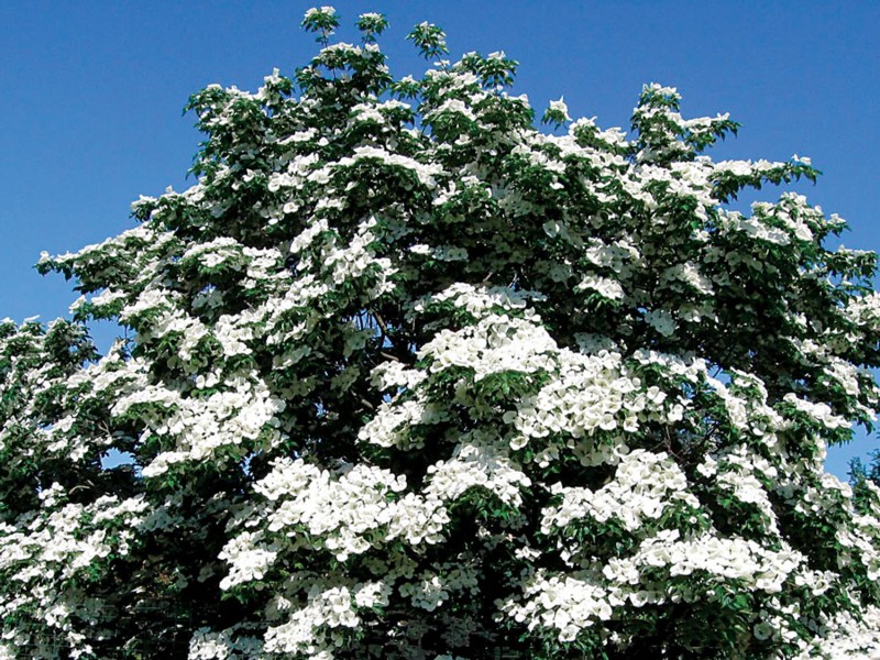 Hardy Dogwoods