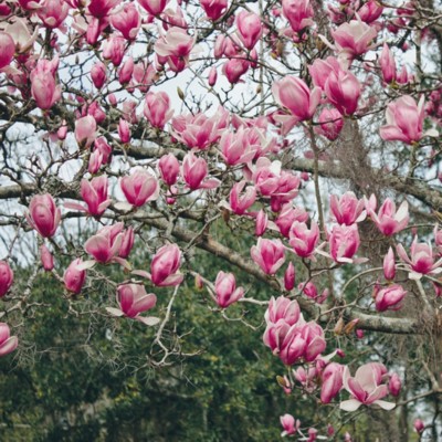 Japanese Magnolias