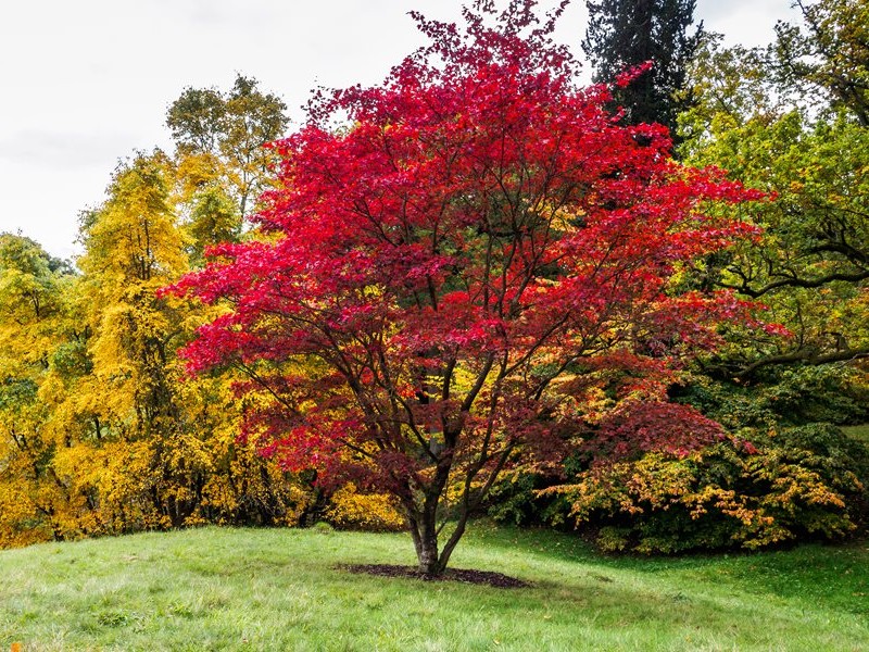 Japanese Maples