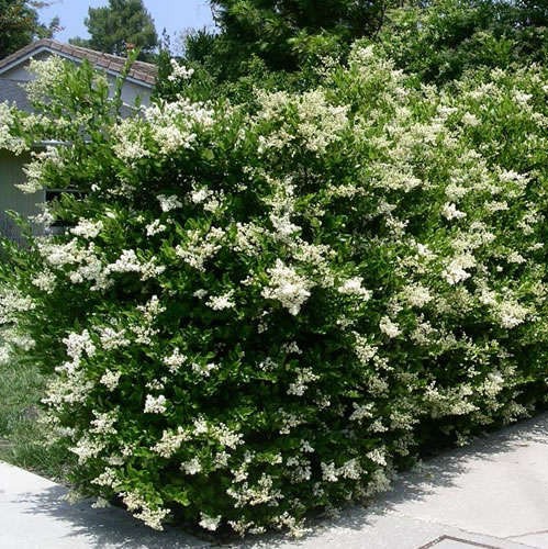 Ligustrum Japonicum (green)