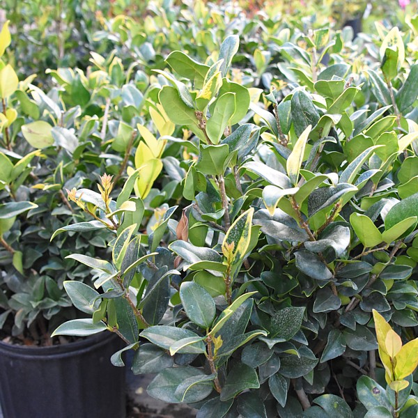 Ligustrum Jack Frost (variegated)