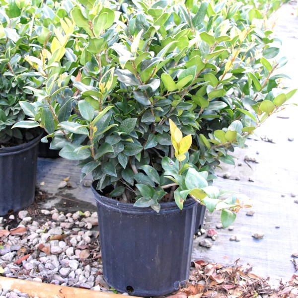 Ligustrum Recurvifolium (curly leaf)