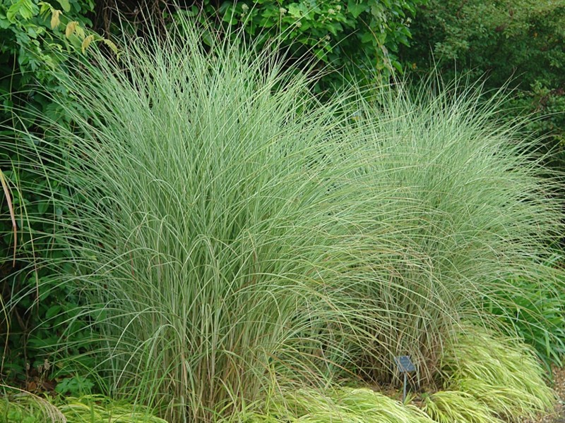 Miscanthus