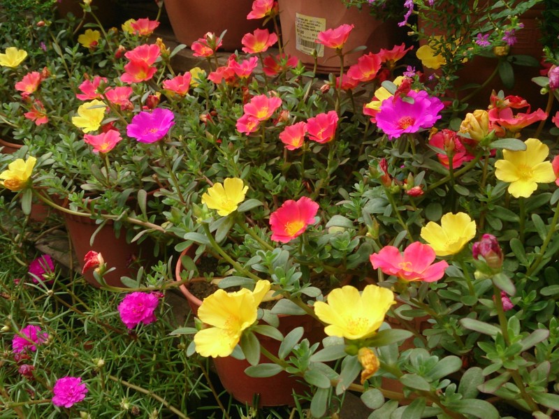 Purslanes and Portulacas