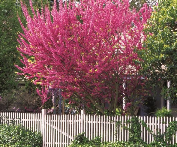 Redbuds