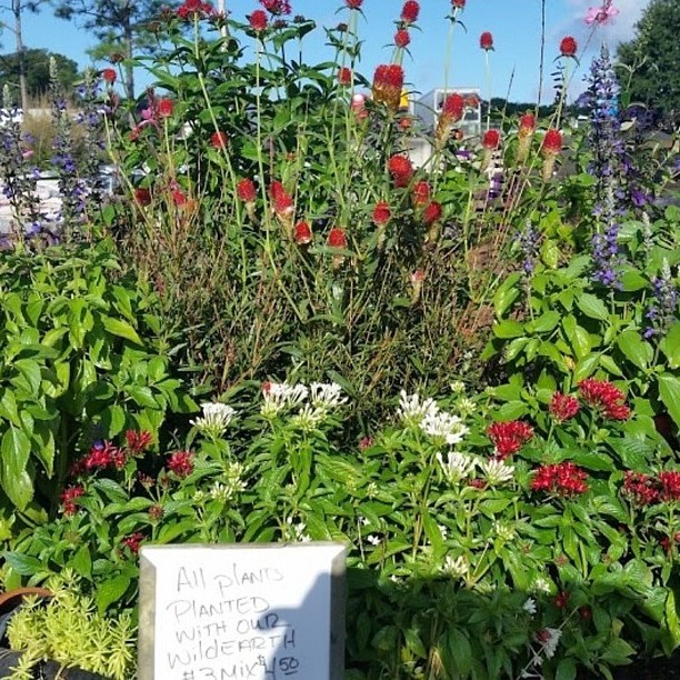 Wild Earth Soil Mix3 Wild Earth Soil Mix3