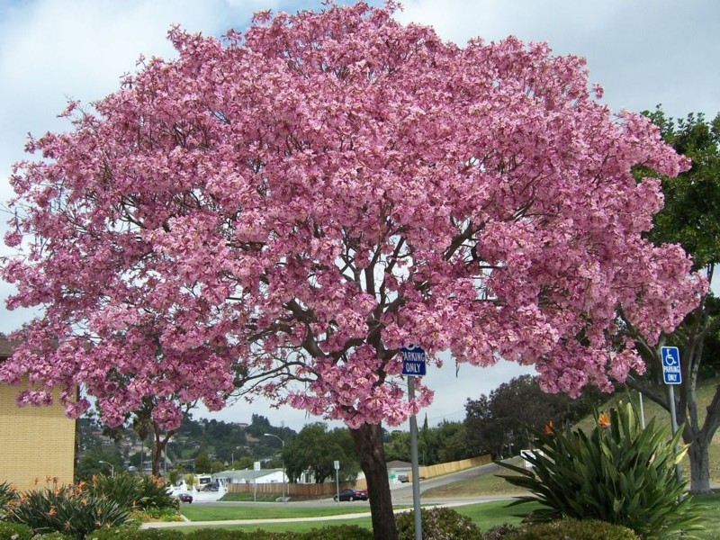 Tabebuia