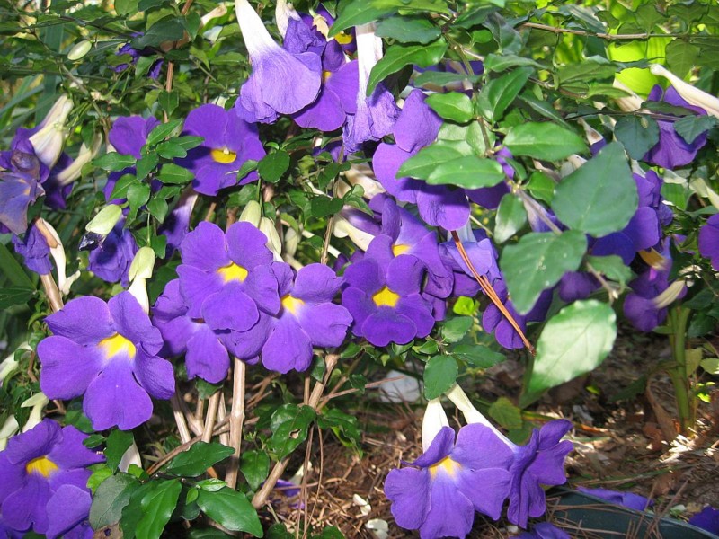 Thunbergia King's Mantle