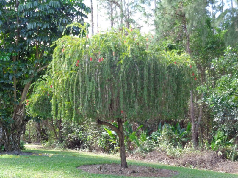 Weeping Bottlebrush